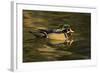 Wood Duck, Crystal Springs Rhododendron Garden, Portland, Oregon-Michel Hersen-Framed Photographic Print