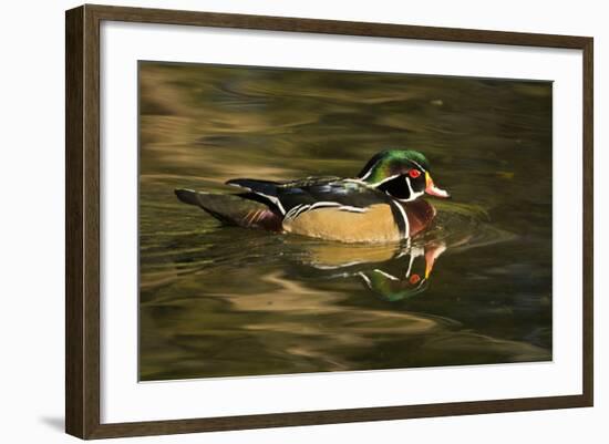 Wood Duck, Crystal Springs Rhododendron Garden, Portland, Oregon-Michel Hersen-Framed Photographic Print