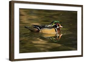 Wood Duck, Crystal Springs Rhododendron Garden, Portland, Oregon-Michel Hersen-Framed Photographic Print