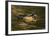 Wood Duck, Crystal Springs Rhododendron Garden, Portland, Oregon-Michel Hersen-Framed Photographic Print