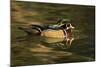 Wood Duck, Crystal Springs Rhododendron Garden, Portland, Oregon-Michel Hersen-Mounted Photographic Print