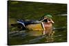 Wood Duck, Crystal Springs Rhododendron Garden, Portland, Oregon-Michel Hersen-Stretched Canvas