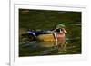 Wood Duck, Crystal Springs Rhododendron Garden, Portland, Oregon-Michel Hersen-Framed Photographic Print