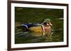 Wood Duck, Crystal Springs Rhododendron Garden, Portland, Oregon-Michel Hersen-Framed Photographic Print