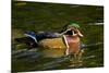 Wood Duck, Crystal Springs Rhododendron Garden, Portland, Oregon-Michel Hersen-Mounted Photographic Print