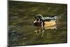 Wood Duck, Crystal Springs Rhododendron Garden, Portland, Oregon-Michel Hersen-Mounted Photographic Print