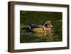 Wood Duck, Crystal Springs Rhododendron Garden, Portland, Oregon-Michel Hersen-Framed Photographic Print