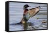 Wood Duck Drake Drying Wings-Ken Archer-Framed Stretched Canvas