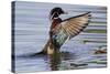 Wood Duck Drake Drying Wings-Ken Archer-Stretched Canvas