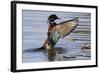 Wood Duck Drake Drying Wings-Ken Archer-Framed Photographic Print