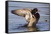 Wood Duck Drake Drying Wings-Ken Archer-Framed Stretched Canvas