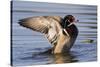 Wood Duck Drake Drying Wings-Ken Archer-Stretched Canvas