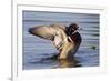 Wood Duck Drake Drying Wings-Ken Archer-Framed Photographic Print