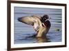 Wood Duck Drake Drying Wings-Ken Archer-Framed Photographic Print