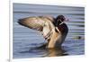 Wood Duck Drake Drying Wings-Ken Archer-Framed Photographic Print