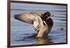 Wood Duck Drake Drying Wings-Ken Archer-Framed Photographic Print