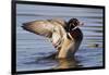 Wood Duck Drake Drying Wings-Ken Archer-Framed Photographic Print