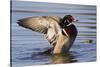 Wood Duck Drake Drying Wings-Ken Archer-Stretched Canvas