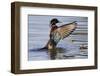 Wood Duck Drake Drying Wings-Ken Archer-Framed Photographic Print