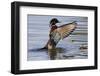 Wood Duck Drake Drying Wings-Ken Archer-Framed Photographic Print