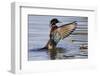 Wood Duck Drake Drying Wings-Ken Archer-Framed Photographic Print