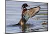 Wood Duck Drake Drying Wings-Ken Archer-Mounted Photographic Print