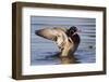 Wood Duck Drake Drying Wings-Ken Archer-Framed Photographic Print