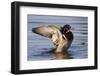 Wood Duck Drake Drying Wings-Ken Archer-Framed Photographic Print