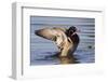 Wood Duck Drake Drying Wings-Ken Archer-Framed Photographic Print