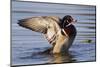 Wood Duck Drake Drying Wings-Ken Archer-Mounted Photographic Print