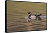 Wood duck drake, Kentucky-Adam Jones-Framed Stretched Canvas