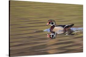 Wood duck drake, Kentucky-Adam Jones-Stretched Canvas