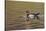 Wood duck drake, Kentucky-Adam Jones-Stretched Canvas