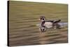 Wood duck drake, Kentucky-Adam Jones-Stretched Canvas