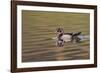 Wood duck drake, Kentucky-Adam Jones-Framed Photographic Print