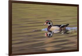 Wood duck drake, Kentucky-Adam Jones-Framed Photographic Print