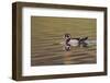 Wood duck drake, Kentucky-Adam Jones-Framed Photographic Print