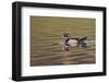 Wood duck drake, Kentucky-Adam Jones-Framed Photographic Print