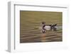 Wood duck drake, Kentucky-Adam Jones-Framed Photographic Print