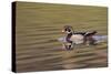 Wood duck drake, Kentucky-Adam Jones-Stretched Canvas