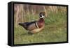 Wood duck drake, Kentucky-Adam Jones-Framed Stretched Canvas