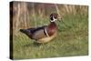 Wood duck drake, Kentucky-Adam Jones-Stretched Canvas