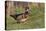 Wood duck drake, Kentucky-Adam Jones-Stretched Canvas