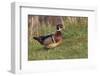 Wood duck drake, Kentucky-Adam Jones-Framed Photographic Print