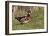 Wood duck drake, Kentucky-Adam Jones-Framed Photographic Print