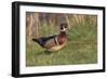 Wood duck drake, Kentucky-Adam Jones-Framed Photographic Print