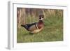 Wood duck drake, Kentucky-Adam Jones-Framed Photographic Print