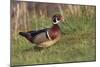 Wood duck drake, Kentucky-Adam Jones-Mounted Photographic Print