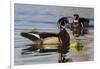 Wood Duck Drake-Ken Archer-Framed Photographic Print