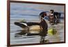 Wood Duck Drake-Ken Archer-Framed Photographic Print